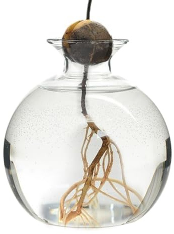 Vase De De Hydroponique | Vase pour Avocatier | Vase À pl-Antes en Verre | Pot De Fleur en Verre Transparent | Vase d'arbre Élégant | Vase Végétal en Verre | Vase d'arbre Résistant À La Chaleur