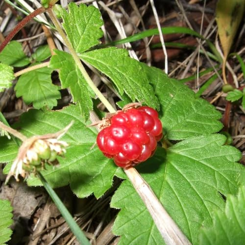 Vivai le Georgiche - Pianta vera di Rubus arcticus Rovo artico, Mora artica, Lampone artico - vaso Ø 15 cm - altezza alla vendita 0-5 cm
