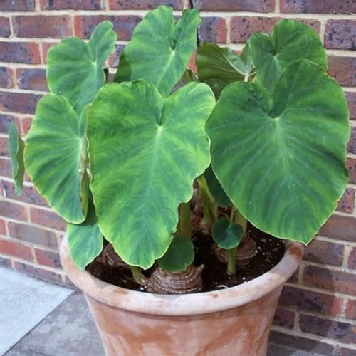 Oreja de elefante/alocasia,perenne.Adaptable. Resistente al frío.Puro amor.-3Rizomas-greenM