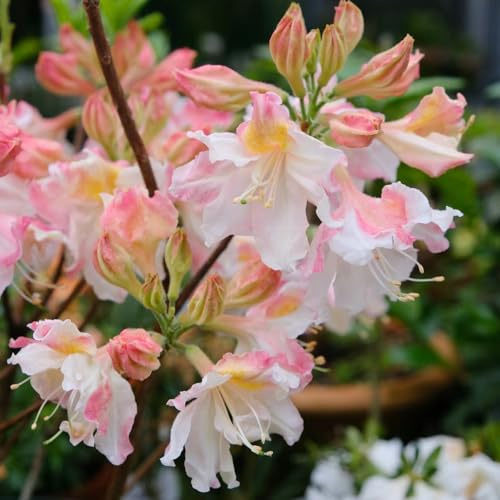 azalea semi decorativi scalapante giardino interni semi esotici balcone resistenti decorazione sala soggiorno rododendro 10pcs