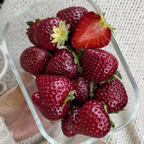 semi di fragola giardino colonnari resistenti colonnari per giardini rocce semi resistenti 25pcs