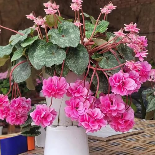 ciclamino resistenti in vaso da esterno ciclamino semi di da balcone decorazione floreale organica per balcone di semi d'appartamento rare 350semi