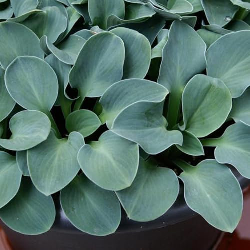 Perfect Plants - Hosta 'Blue Mouse Ears' – Compact Hardy Perennial in a 17cm Pot – Perfect for Containers