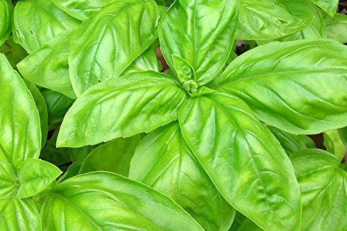 Kitchen herb Heirloom Heritage Basil Basilic 100 Seeds Italian Large Leaf Green Certified French Organic Grower