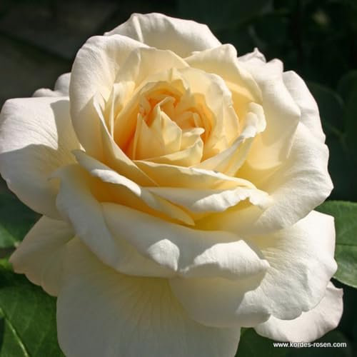 2 x Rose - Rosa 'La Perla' Topf 25-30 cm - Ein Hauch von Nostalgie in Lachscreme