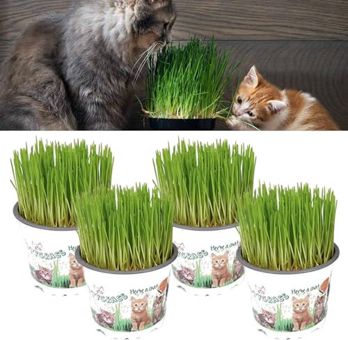 4 x Cat Grass Hordeum vulgare Living Plants Not Seed in 12cm Pots - Growing Grass Already Growing