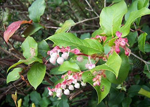 40 semi SALAL BERRY Gaultheria Shallon Rosa Bianco Fiori Blu Fruit Arbusto