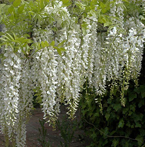 Weißer Chinesischer Blauregen 60-80cm - Wisteria sinensis - lebende Gartenpflanze aus den Baumschulen