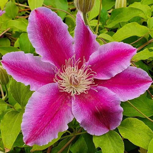 Clematis Dr Ruppel 1L - Pflanze für Anfänger und professionelle Gärtner - Ideal für Kleingarten, Garten - Schöne Pflanze mit ungewöhnlichen Blüten - Genießen Sie jeden Tag ihre Farben