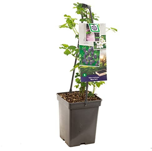 Zarzamora o Planta de la Mora - Planta Frutal Natural y de Crecimiento Rápido