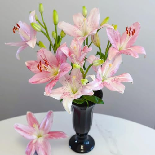 3zwiebeln lilien, lilium brownii, topfpflanzen draußen winterhart lilienzwiebeln blumenzwiebel, frühlingsblumen dekoblumen, balkonblumen deko