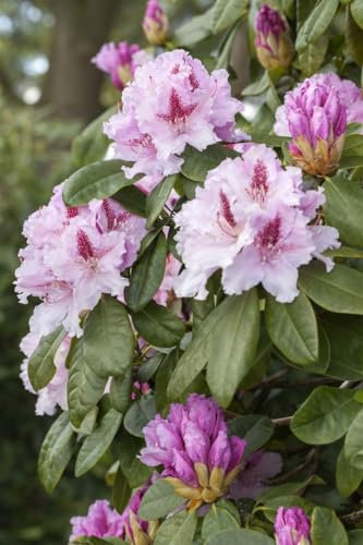 Rhododendron Hybr. 'Progres' 80-90 cm - Rhododendron, rosa Blüten, Blütezeit Mai-Juni, ideal für Halbschatten, immergrün, winterhart