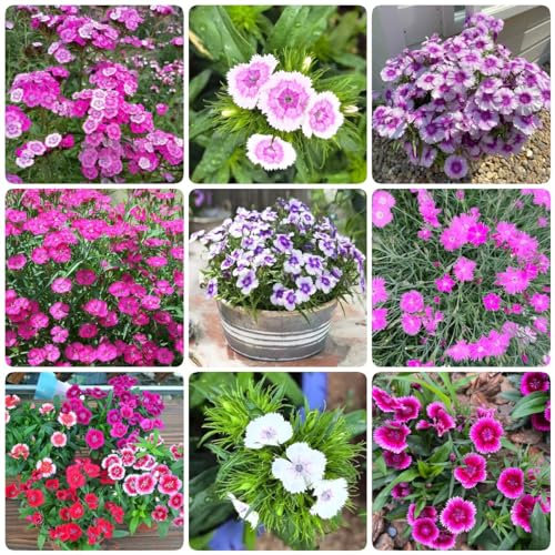 300 pcs Dianthus samen winterharte pflanzen für garten pflanztöpfe luftreinigende zimmerpflanzen winterharte stauden mehrjährig balkon deko blumenwiese samen mehrjährig winterhart