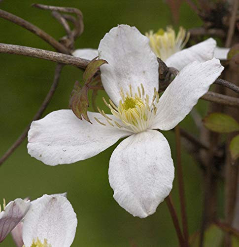 Berg Waldrebe Grandiflora 40-60cm - Clematis montana - lebende Gartenpflanze aus den Baumschulen