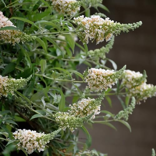 schmetterlingsflieder winterhart - sommerflieder seltene stauden balkon 650samen