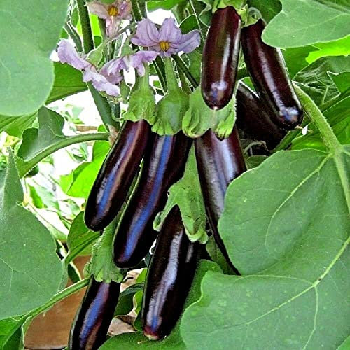 Approx 300 Seeds of Aubergine Long Purple