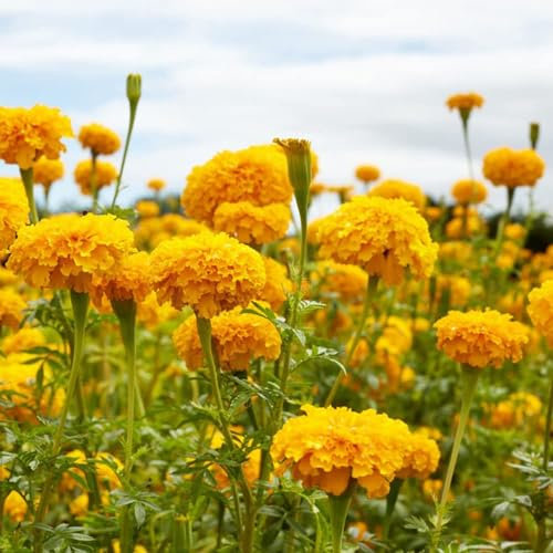 Sobre de Semillas de Tagetes Patula o Clavelón de la India Mix Color