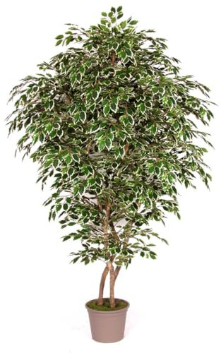 artplants.de Kunststoff Birkenfeige NEVANTA, Echtstämme, grün-weiß, 225cm - Made in Italy - Künstlicher Ficus