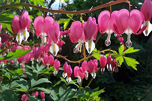 Dicentra 10 Seeds, Bleeding Heart Pink - Perennial, Shade, Sun,