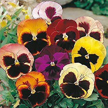 Semi di Fiore: Stiefmütterchen Semi ibridi Mix -Giallo, Marrone, Rosso, Bianco e vegetali Mix Rosa Semi Terrazza Giardino Semi da Giardino [Semi Giardino Domestico di Eco