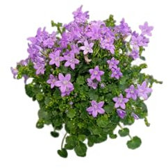 Campanula Viva en Maceta – Planta Perenne con Floración Espectacular