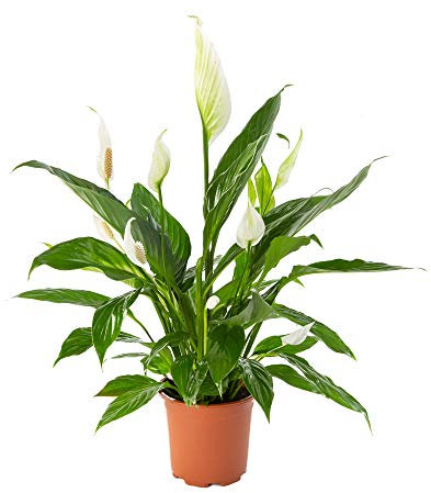 AIRY Espatifilo - Purificador de aire natural para un mejor clima interior - Adecuada para la innovadora maceta AIRY (17cm)