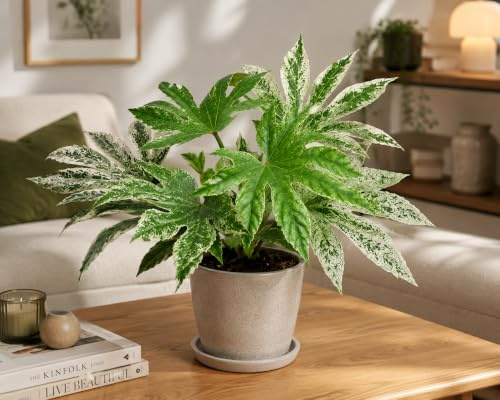 Fatsia Japonica Spiderweb 40 cm - Zimmeraralie Zimmerpflanze – Grüne Dekopflanze für Innenräume, Pflegeleicht, Schattentolerant & Luftreinigend