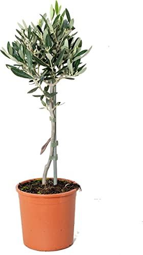 Árbol Natural de Olivo Planta para Casa y Jardín
