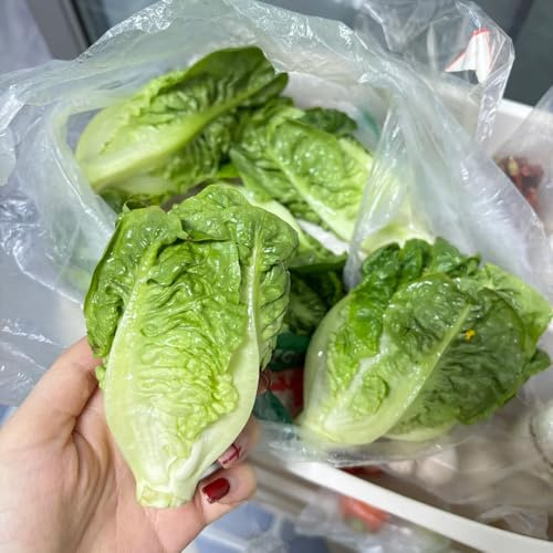 Lattuga a foglia larga - semi di lattuga decorazioni da giardino per esterni semi di biologici, varietà antiche per da appartamento balcone verdi 400pcs