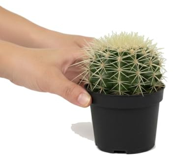 DECOALIVE Cactus Erizo y Bola de Oro Kroenleinia Grusonii Maceta 10 cm Altura 10-12 cm