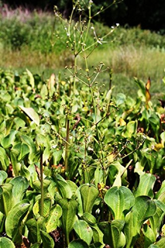 WASSERPFLANZEN WOLFF - 4er-Set im Gratis-Pflanzkorb - Alisma parviflora - Rundblättriger- Breitblättriger Froschlöffel, weiß -