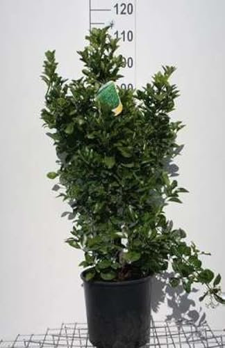 Euonymus japonicus - Fusain Du Japon 60-80 cm en pot