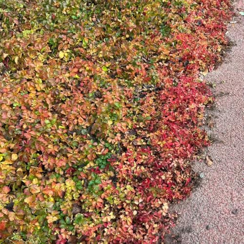 semi resistenti di vite selvatica, esotiche Parthenocissus tricuspidata, prodotti sostenibili da esterno resistenti per giardino 300pcs