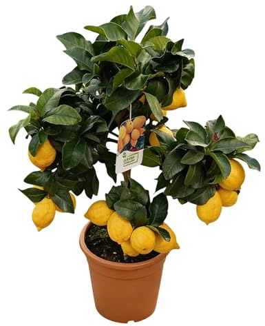 Echter Zitronenbaum Hochstamm, 80 cm Höhe, Topf 20 cm, Citrus Limon Pflanze mit Früchten