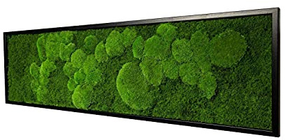 Moosbilder Wandgestaltung, Bild mit Moos und Bilderrahmen, Moosbild, Mooswand, Wandbild, Kugelmoos Moosplatte Pflanzenbilder Moosbilder versch. Maße günstig (140 x 40 cm, schwarz)