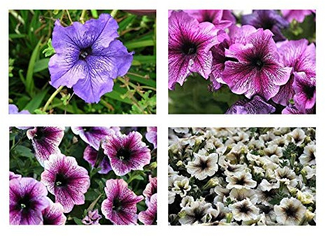 Pcs - 1000x Pétunia Californien Giants Mixte Arbuste Jardin Plantes - Graines K105 - Seeds & Plants Shop by Ipsa