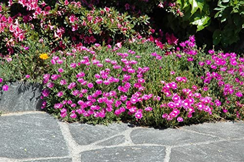 Delosperma cooperi 9x9 cm Topf – Winterhart, Mehrjährig, Immergrün, Pflegeleicht – Mittagsblume – Bodendecker für Steingarten & Trockenbeet