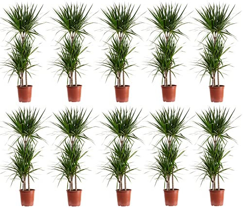 10er-Set Gerandeter Drachenbaum 3-Stamm - echte Zimmerpflanze, Dracaena marginata - Höhe ca. 120 cm, Topf-Ø 21 cm