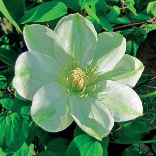 Clematis Großblütige Guernsey Cream 1L - Pflanze für Anfänger und professionelle Gärtner - Ideal für Kleingarten, Garten - Schöne Pflanze mit ungewöhnlichen Blüten - Genießen Sie jeden Tag ihre Farben