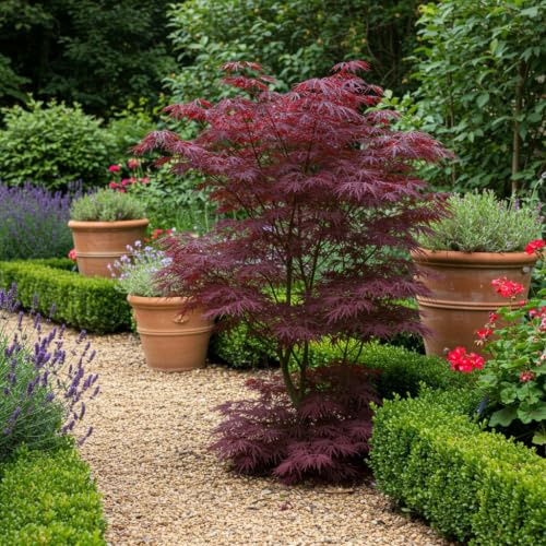 Japanischer Ahorn Acer palmatum Bloodgood Balkonpflanze Pflanze ca. 70 cm | für Beet, Terrasse und Balkon 2, winterhart, bienenfreundlich, robuster Wuchs