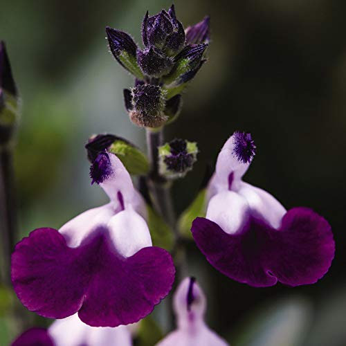 Salvia ‘Amethyst Lips’ Sage Hardy Perennial Flowering Garden Plant Part of The Popular ‘Lips’ Series,Aromatic Foliage Patio Plant 1 x 9cm Pot Salvia ‘Amethyst Lips’ by Thompson and Morgan