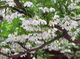 Styrax japonica: Japanese Snowbell Seeds