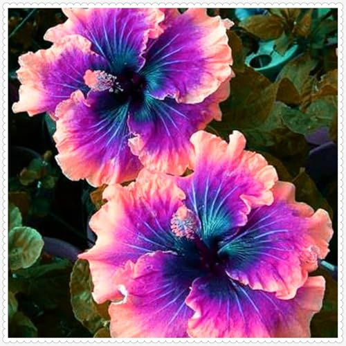 Hibiscus Knollen,Blumenzwiebeln Mehrjährig winterhart,Gartenzwiebeln,Ausgezeichnete Verzierung,Mysteriöse Magische Glühbirne,Hibiskus Pflanzen,seltene pflanzen.-1zwiebeln-J