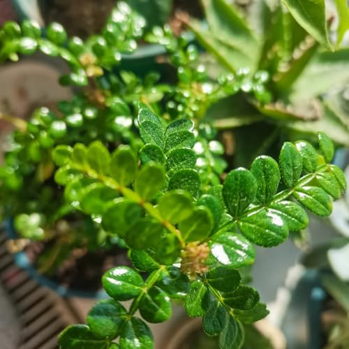 Pfefferbaum, winterharte für garten Zanthoxylum piperitum, sträucher garten schnell wachsende sträucher stauden winterhart mehrjährig exotische 30Samen