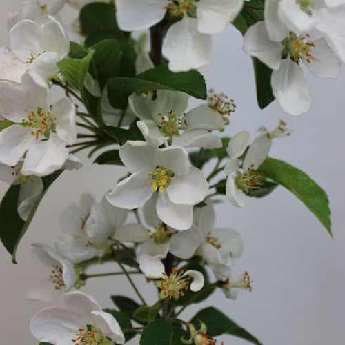 Zierapfel 'Red Sentinel' - Malus - Winterhart, glänzend, dunkelrot essbare Zieräpfel - Liefergröße 60-100cm