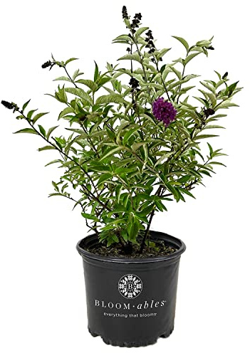 Blooming & Beautiful - Flutterby Petite Tutti Fruitti Pink Butterfly Bush - 3 gal - Star Plants - Bloomables - Deciduous - Violet Pink Flowers - Zones 5-10 - Buddleia 'Podras13' PP22177-3 Gallon Pot