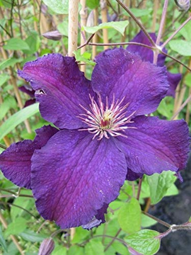Clematis Rasputin (60-100 cm) - Waldrebe/Klematis