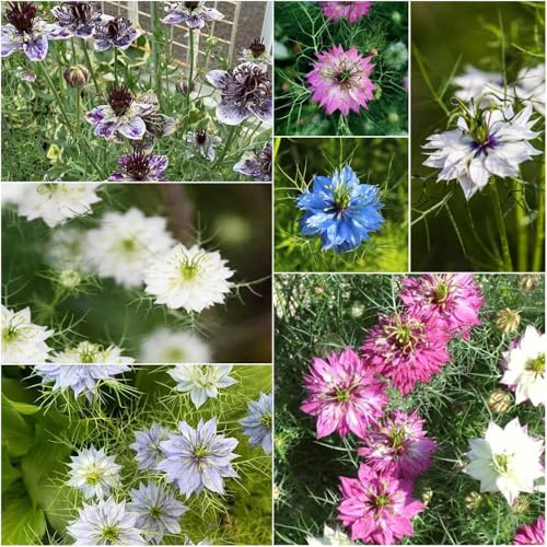 jungfer im grünen - kräutergarten wiesenblumen winterharte balkonpflanzen kräutersamen bodendecker winterhart mehrjährig dekopflanzen hochbeet balkon blumensamen jungfer 250samen