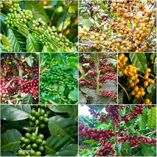 Kaffeepflanze - pflanzensamen gartenpflanzen - Seltene serie - baumsamen Kaffeepflanze garten hochbeete für garten kräutersamen exotische balkon 100samen