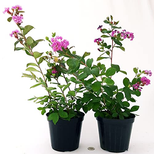 POWERS TO FLOWERS - LAGERSTROEMIA LILLA VASO 13CM, 2 PIANTE, piante vere